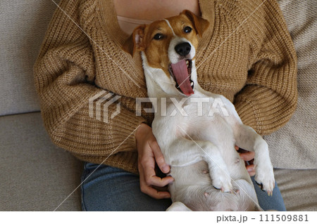 Cropped shot of adorable jack russell terrier pup sitting with its female owner. Unrecognizable woman wearing knitted sweater and mom jeans with cute doggy on her lap. Close up, copy space, background 111509881