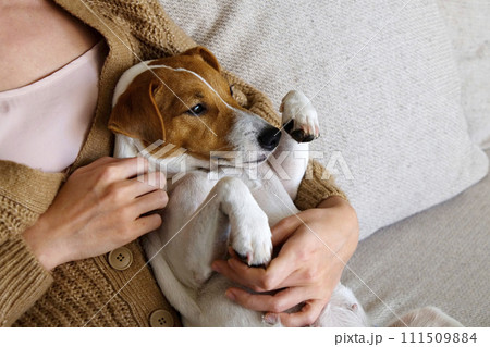 Cropped shot of adorable jack russell terrier pup sitting with its female owner. Unrecognizable woman wearing knitted sweater and mom jeans with cute doggy on her lap. Close up, copy space, background 111509884