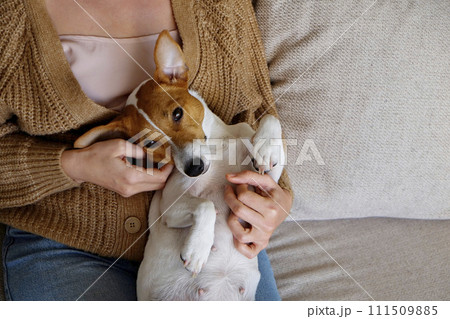 Cropped shot of adorable jack russell terrier pup sitting with its female owner. Unrecognizable woman wearing knitted sweater and mom jeans with cute doggy on her lap. Close up, copy space, background 111509885