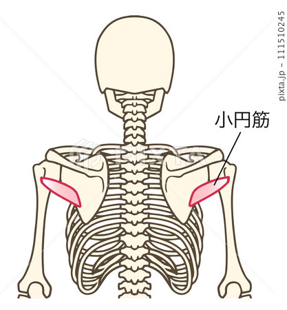 小円筋の説明図 111510245