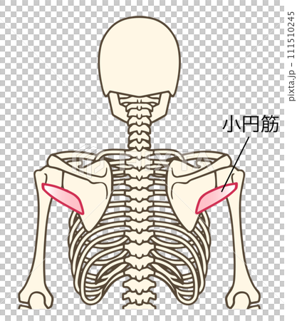 小圓肌示意圖 111510245