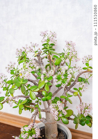 金のなる木の花 金のなる木の花 111510860