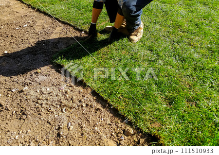 Man laying natural green lawn turf rolls for new garden yard with landscaping works Man laying natural green lawn turf rolls for new garden yard with landscaping works 111510933