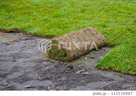An individual unrolls rolls of turf natural grass on ground for landscaping purposes 111510987