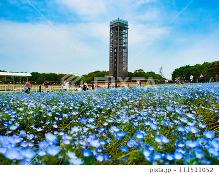 浜名湖ガーデンパークのネモフィラと展望塔 111511052