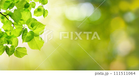 Abstract sunny bokeh light with season leaves. Green background 111511064