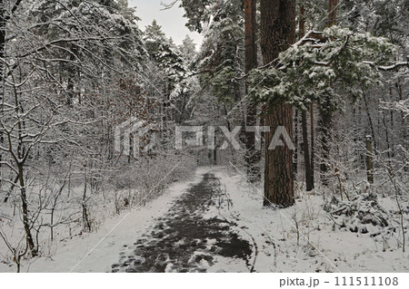 winter forest with snow winter forest with snow 111511108