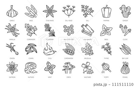 Spice, herbs and seasonings outline icons. Garlic, sage, star anise, dill head and paprika, ginger, vanilla, coriander, rosemary, black pepper and cinnamon, basil, clove, onion thin line vector icons 111511110