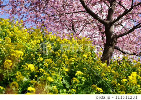 河津桜　菜の花 111511231