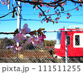京急と桜 111511255