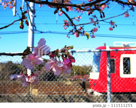京急と桜 111511255