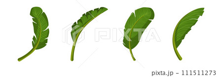 Tropical Exotic Palm Green Leaves and Foliage Vector Set Tropical Exotic Palm Green Leaves and Foliage Vector Set 111511273