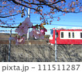 京急と桜 111511287