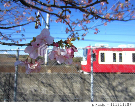京急と桜 111511287