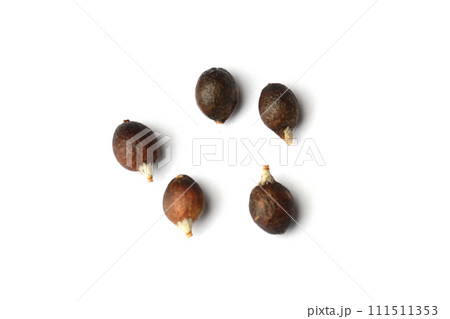 Seed of Washingtonia robusta Mexican Fan Palm on white background, top view Seed of Washingtonia robusta Mexican Fan Palm on white background, top view 111511353