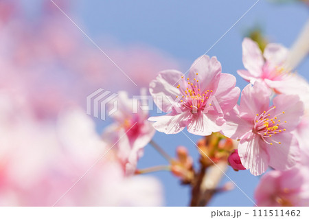 桜 桜 111511462