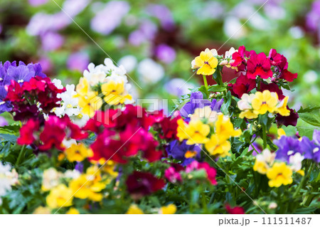 Bright colorful flowers grow in a garden on a sunny day. Nemesia 111511487