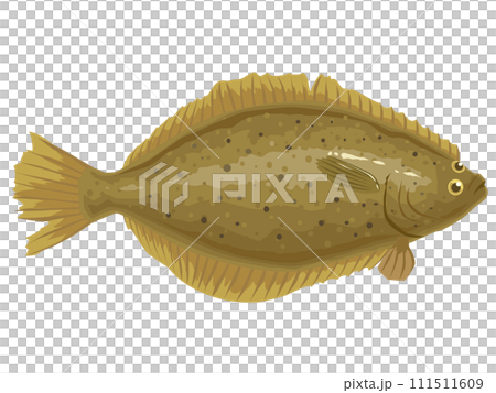 カレイ 111511609