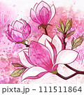 Magnolia Flowers 111511864