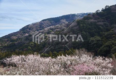 春の青空と満開の梅の花、湯河原梅林 111512239