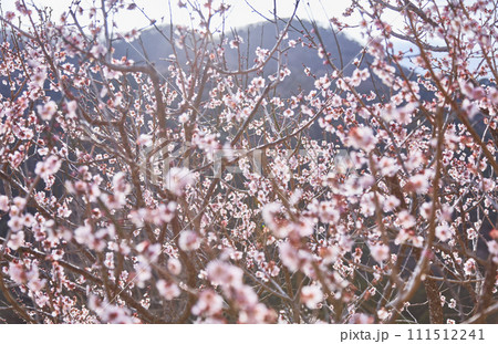 梅の花のある風景、湯河原梅林 梅の花のある風景、湯河原梅林 111512241
