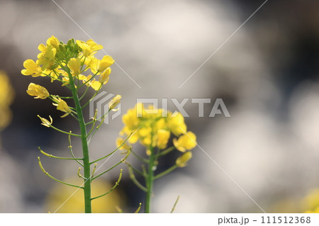 菜の花 111512368