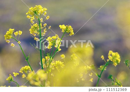 菜の花 111512369
