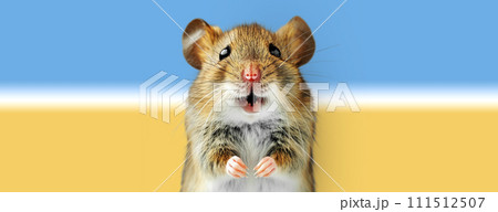 Close-up portrait of a mouse on a colored background. 111512507