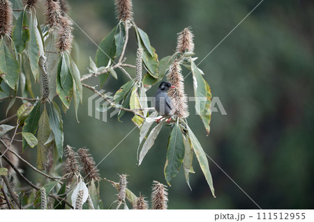 Black Bulbul Perched in a Flowering Tree 111512955