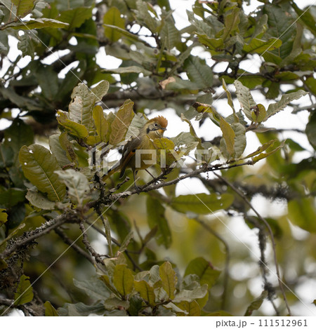 Chestnut Tailed Minla 111512961
