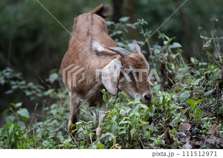Goat Browsing on the Bushes 111512971