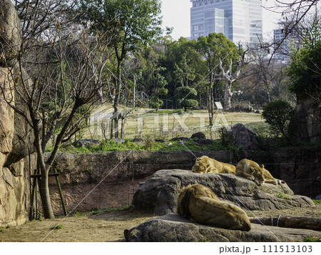 都会の動物園のライオン 111513103
