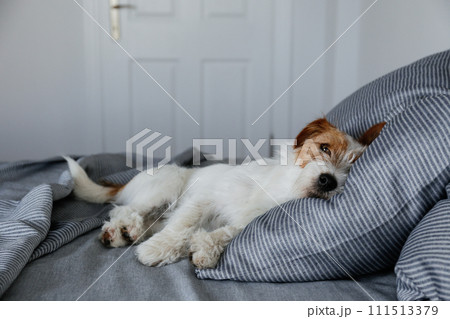 Hairy jack russell terrier on the bed Hairy jack russell terrier on the bed 111513379