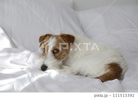 Hairy jack russell terrier on the bed 111513392