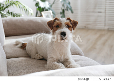 Hairy Jack Russell Terrier at home. Hairy Jack Russell Terrier at home. 111513437