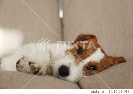 Hairy Jack Russell Terrier at home. 111513442