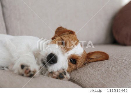 Hairy Jack Russell Terrier at home. 111513443
