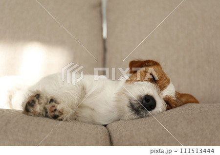 Hairy Jack Russell Terrier at home. 111513444