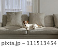 Hairy Jack Russell Terrier at home. 111513454