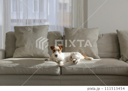 Hairy Jack Russell Terrier at home. 111513454