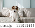 Hairy Jack Russell Terrier at home. 111513455