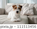 Hairy Jack Russell Terrier at home. 111513456