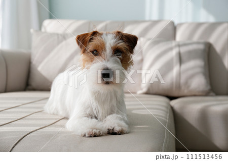 Hairy Jack Russell Terrier at home. 111513456