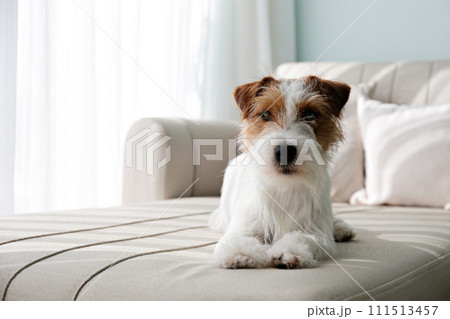 Hairy Jack Russell Terrier at home. 111513457