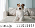 Hairy Jack Russell Terrier at home. 111513458