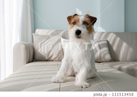 Hairy Jack Russell Terrier at home. 111513458