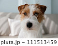 Hairy Jack Russell Terrier at home. 111513459