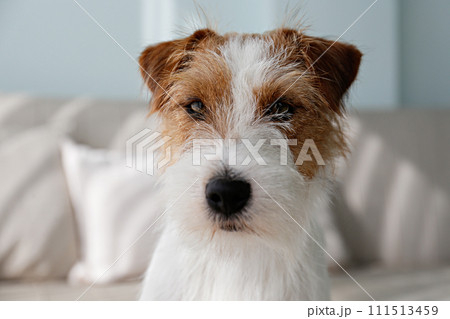 Hairy Jack Russell Terrier at home. 111513459