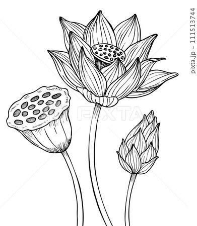 Lotus Flower. Vector illustration of water lily painted by black inks. Botanical linear drawing of Waterlily for wedding invitations or spa design in Zen style. Etching of blooming Asian plant. Lotus Flower. Vector illustration of water lily painted by black inks. Botanical linear drawing of Waterlily for wedding invitations or spa design in Zen style. Etching of blooming Asian plant. 111513744