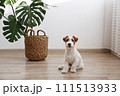 Hairy Jack Russell Terrier on the floor 111513933
